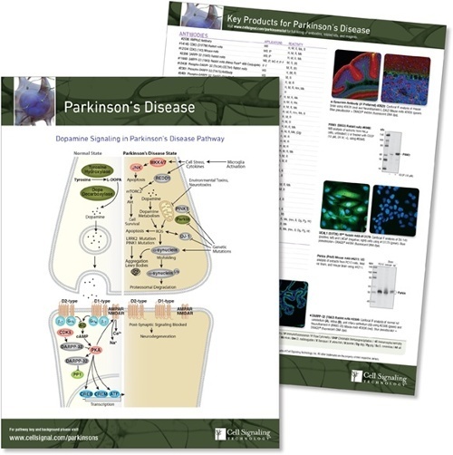Key Signaling Pathways and Diagrams