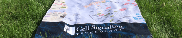 18-CAB-46226-beach-towel-header 18-CAB-46226-beach-towel-header